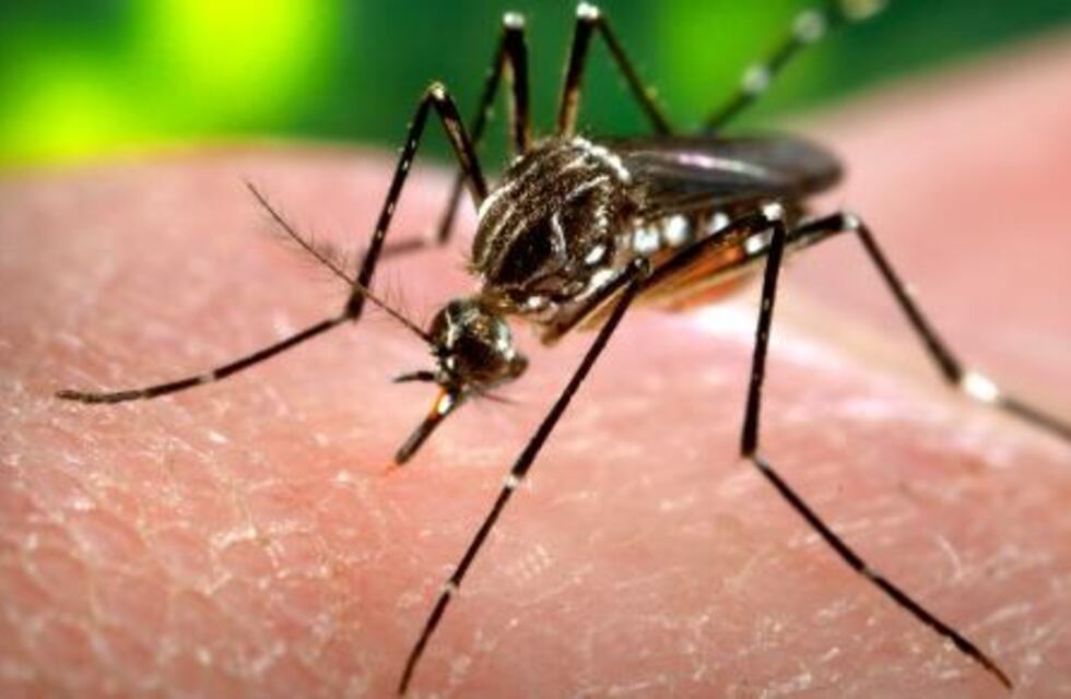 Por las lluvias, advierten que aumentó la cantidad de mosquitos transmisores del dengue en San Juan