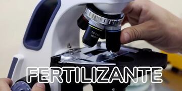 Desarrollan un bioinsumo antifúngico y fertilizante libre de químicos para impulsar la agricultura sostenible en Misiones