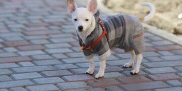 Pequeños y grandes quedaron sorprendidos con el tamaño de los animales sueltos en Río Segundo.