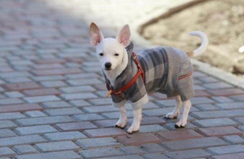 “Están grandes los perros che”: el viralazo de una cordobesa que sorprendió a todos los vecinos