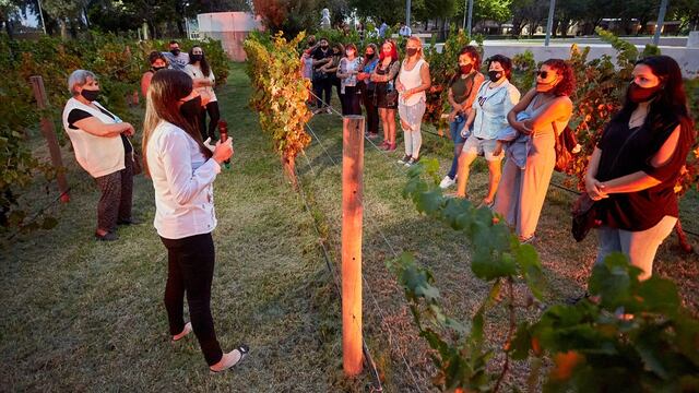 El Campo Histórico abrió sus viñedos. Durante tres días se ofrecerán visitas guiadas con degustaciones.