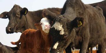 Animales a campo, con mas resistencia a enfermedades y climas. (La Voz)