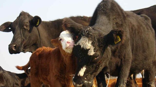 Animales a campo, con mas resistencia a enfermedades y climas. (La Voz)