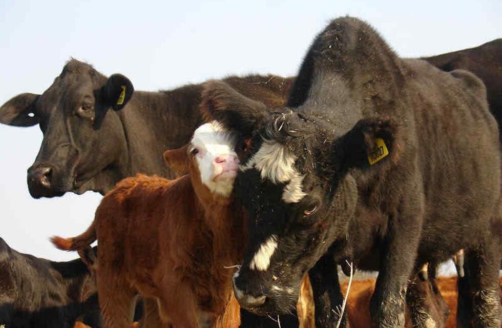 ¿Qué es la rusticidad en la ganadería bovina?