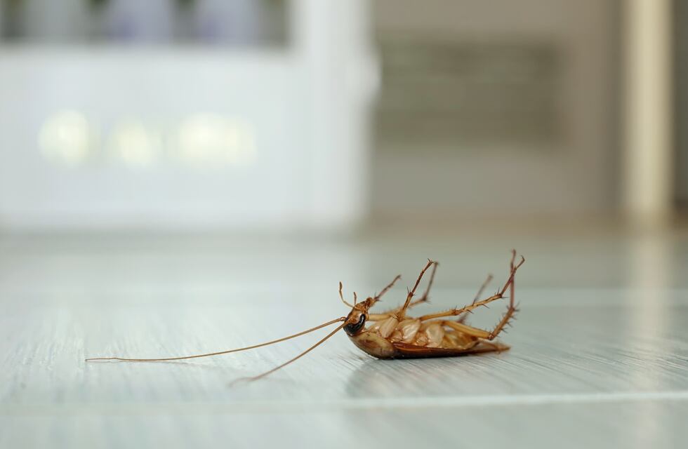 Llega la Primavera y las cucarachas: el cítrico que las aleja de tu casa
