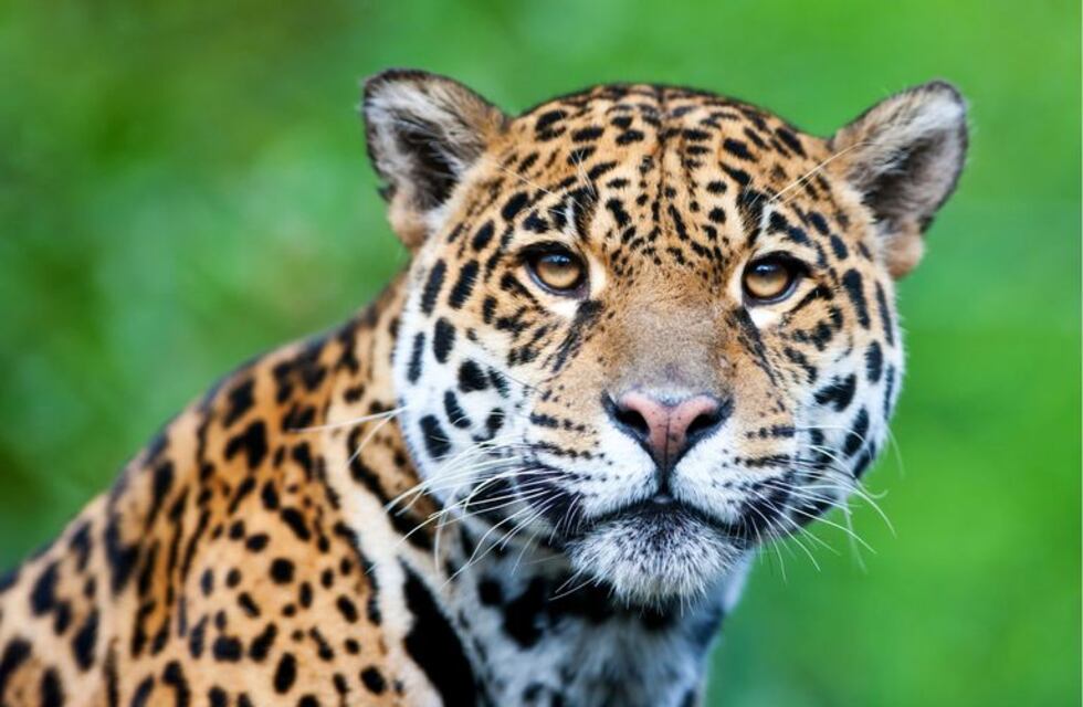 Día Internacional del Yaguareté: una fecha dedicada a concientizar acerca del felino más grande de Argentina