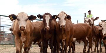 Nuevo remate ganadero tendrá lugar en Capioví.