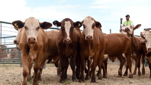 Nuevo remate ganadero tendrá lugar en Capioví.