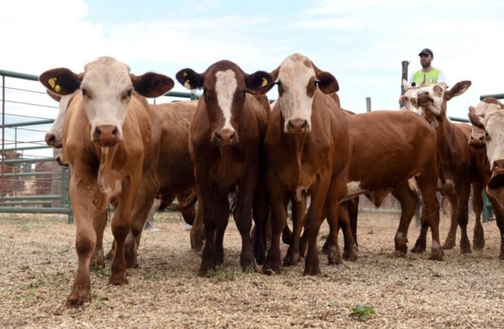 Nuevo remate ganadero tendrá lugar en Capioví