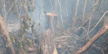 Debido a un incendio, se vislumbraron los estragos de la tala indiscriminada.