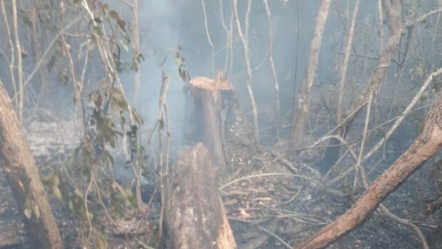 Debido a un incendio, se vislumbraron los estragos de la tala indiscriminada.