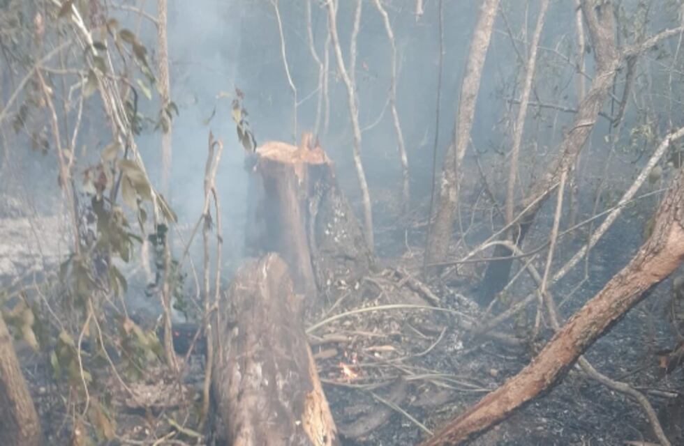 Debido a un incendio, se vislumbraron los estragos de la tala indiscriminada