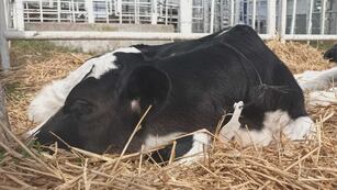 Recuperaron 4 terneros robados en Vila