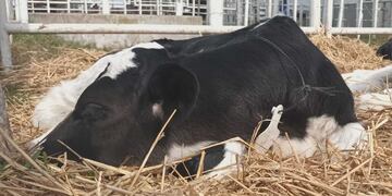 Recuperaron 4 terneros robados en Vila