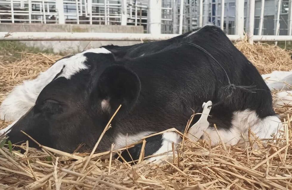 La Sociedad Rural de Rafaela percibe “un cambio de actitud en la seguridad rural”