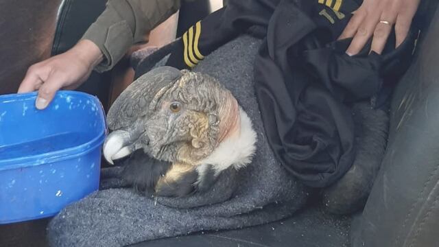 Gendarmería rescató a un cóndor andino de un os 40 años de edad. El animal se encontraba desorientado y vulnerable. /Gentileza Los Andes