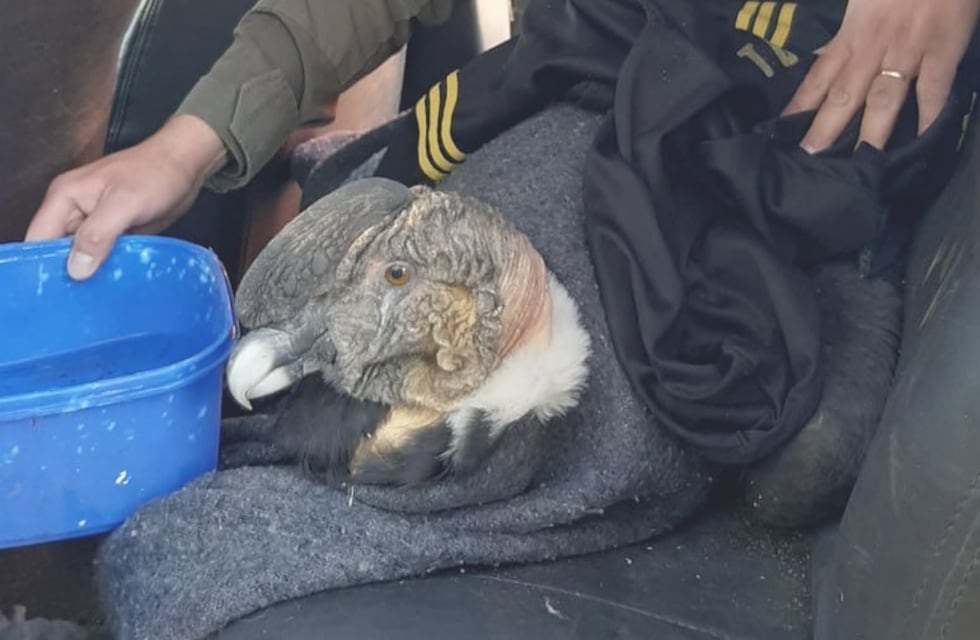 Gendarmes rescataron en Malargüe a un cóndor que hallaron desorientado y débil