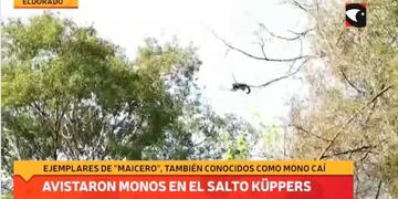Avistaje de monos caí o capuchinos en el Parque Natural Municipal Salto Küppers.