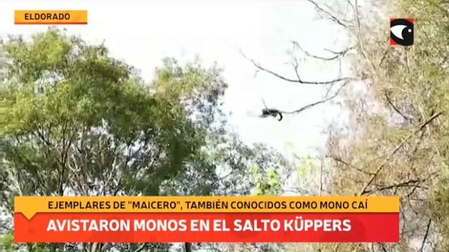 Avistaje de monos caí o capuchinos en el Parque Natural Municipal Salto Küppers.