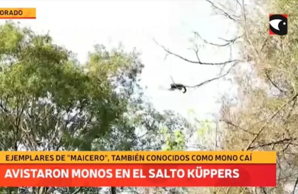 Avistaje de monos caí o capuchinos en el Parque Natural Municipal Salto Küppers