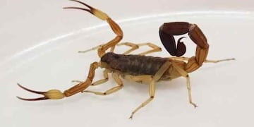 Con el calor, aparecieron los alacranes en Córdoba.