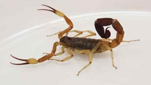 Con el calor, aparecieron los alacranes en Córdoba.