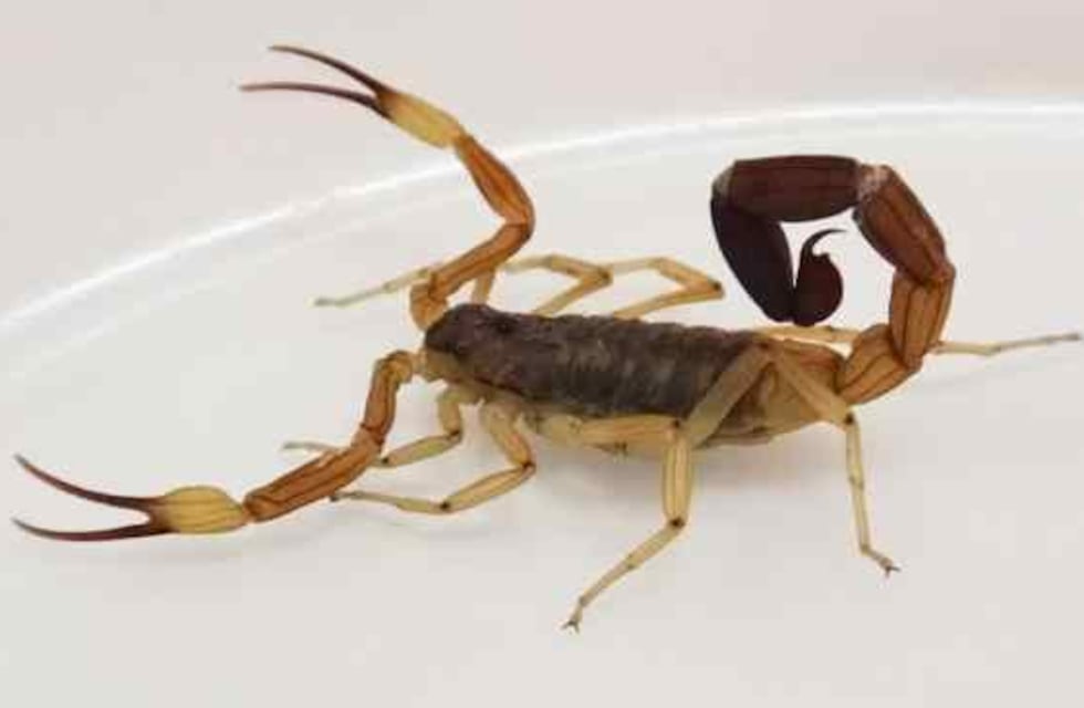 Comenzó la temporada de alacranes en Córdoba: cuáles son los cuidados a tener en cuenta