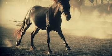 Los caballos están en peligro