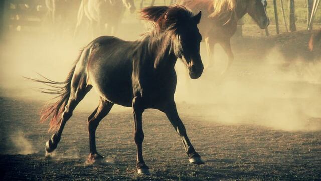 Los caballos están en peligro