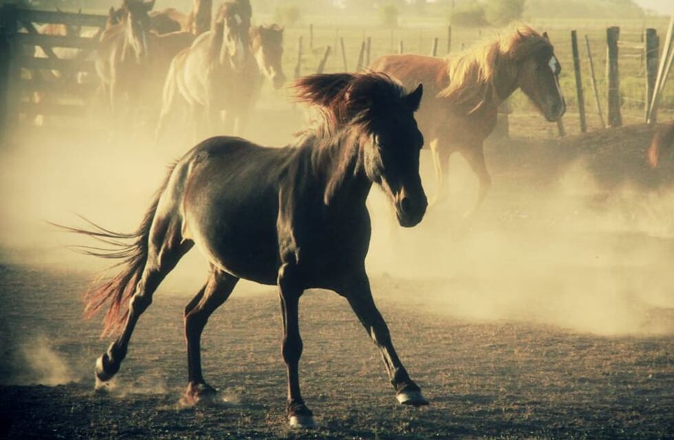 Encefalomielitis Equina: la ONG Liberación Caballos Rosario en alerta por un brote en el refugio