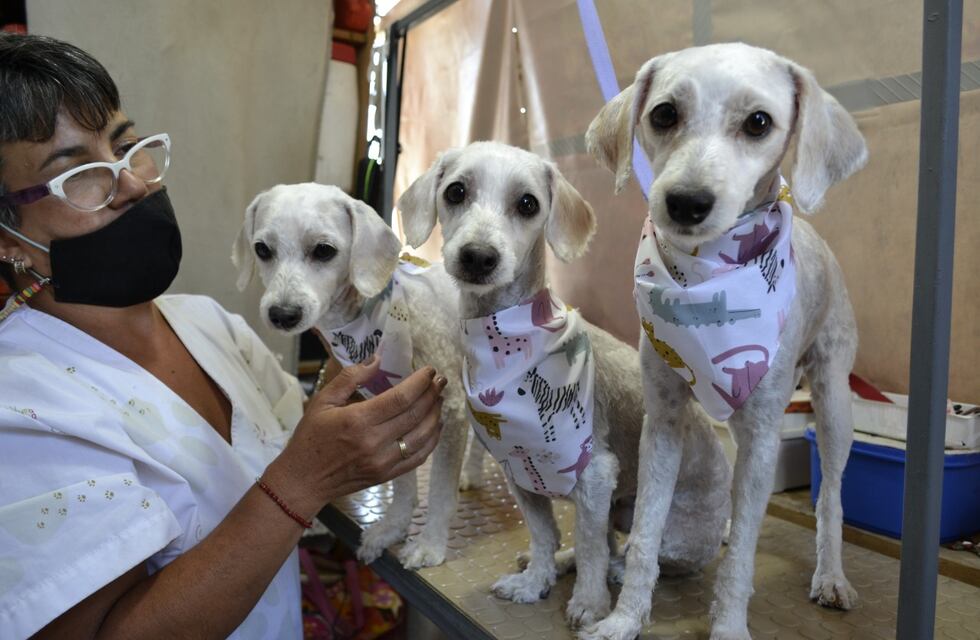 Ola de calor en Mendoza: ¿es recomendable cortarle el pelo a los perros?