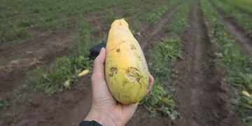 En 5 minutos, productores del Este perdieron el 70% de su cosecha por el granizo. Foto: Ignacio Blanco / Los Andes.
