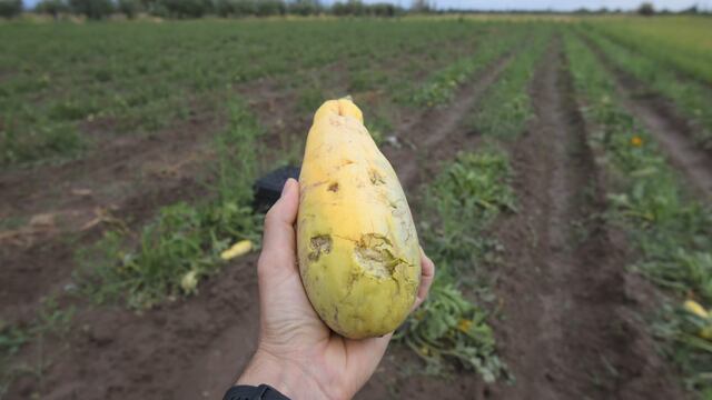 En 5 minutos, productores del Este perdieron el 70% de su cosecha por el granizo. Foto: Ignacio Blanco / Los Andes.