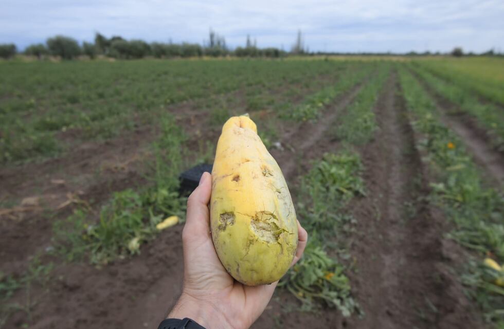 Granizo en Mendoza: “Parecía una tormenta pequeña, pero hizo mucho daño”, aseguran los productores