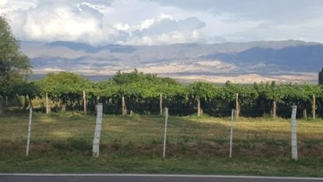 Viñedos en Tucumán.