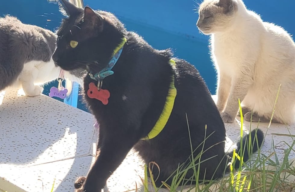 Volvió con su familia: llegó el final feliz del gato de Neuquén que apareció en Córdoba