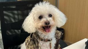Quién es Paris, el perro que firmó contrato para el Bailando 2023 y cobrará por el uso de su imagen.