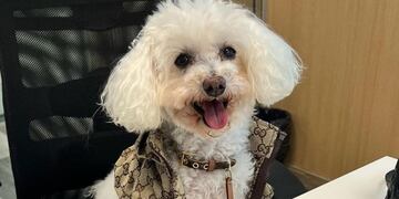 Quién es Paris, el perro que firmó contrato para el Bailando 2023 y cobrará por el uso de su imagen.