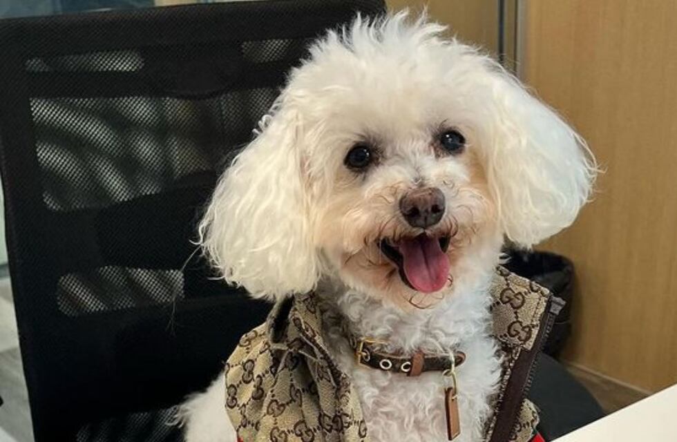 Quién es Paris, el perro que firmó contrato para el Bailando 2023 y cobrará por el uso de su imagen