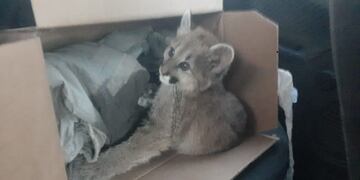Puma rescatado en la Terminal de Caucete.
