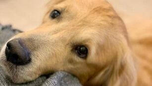 Algunos consejos para evitar que los perros sufran durante las fiestas por la pirotecnia. Foto: La Voz