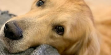 Algunos consejos para evitar que los perros sufran durante las fiestas por la pirotecnia. Foto: La Voz