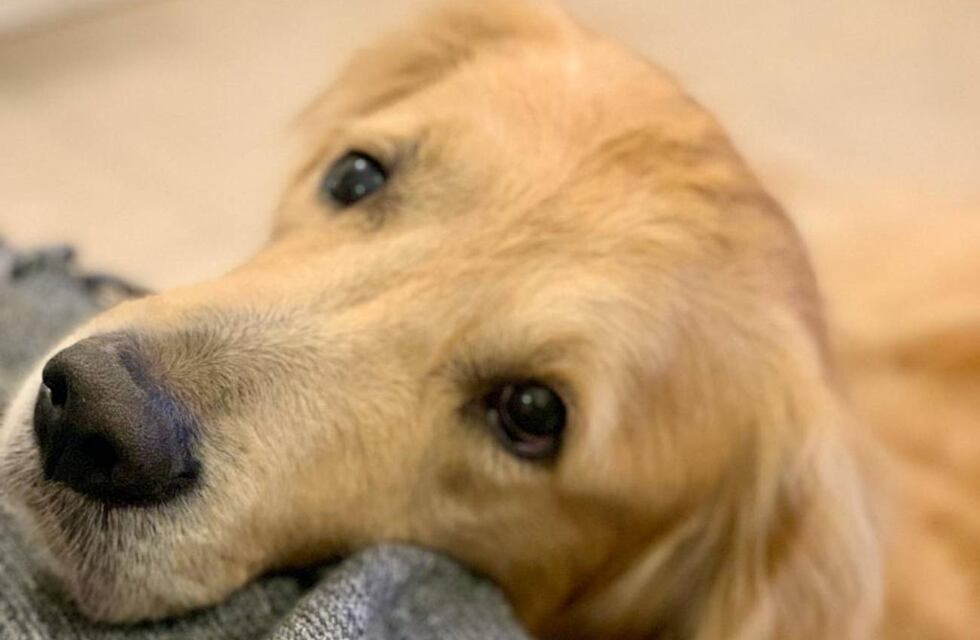 Año Nuevo, pirotecnia y mascotas: cómo prevenir los daños por ruidos fuertes