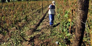 Los productores con daños del 90% o más en sus cultivos y que tengan menos de 20 hectáreas son los que se deben registrar. Gentileza Infocampo