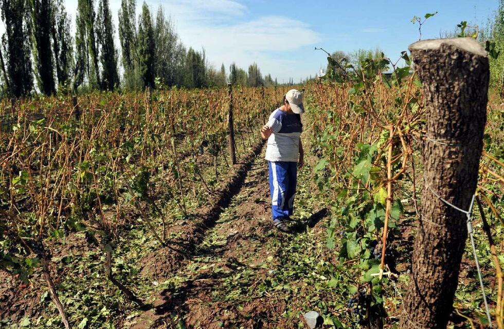 Abren registro para pagar la primera tanda del Seguro Agrícola