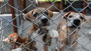 Juntan firmas para implementar multas económicas a quienes ejerzan maltrato animal en Córdoba. Foto: imagen ilustrativa