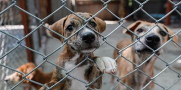 Juntan firmas para implementar multas económicas a quienes ejerzan maltrato animal en Córdoba. Foto: imagen ilustrativa