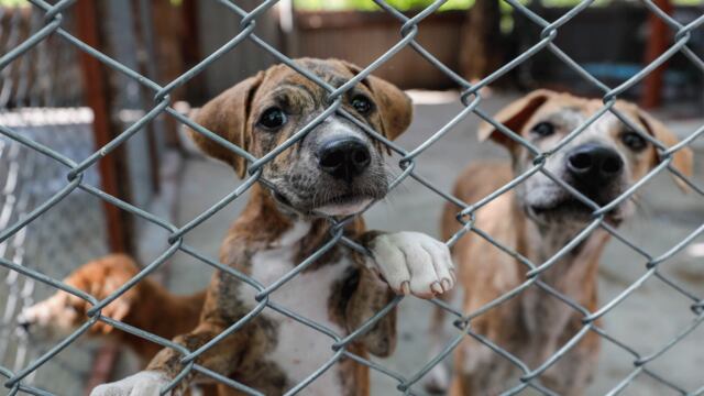Juntan firmas para implementar multas económicas a quienes ejerzan maltrato animal en Córdoba. Foto: imagen ilustrativa