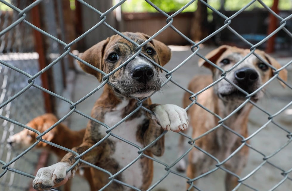 Juntan firmas para implementar multas económicas a quienes ejerzan maltrato animal en Córdoba
