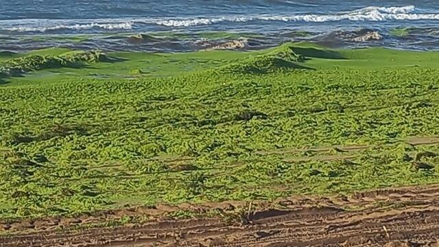 Ola Verde en las playas de Claromecó